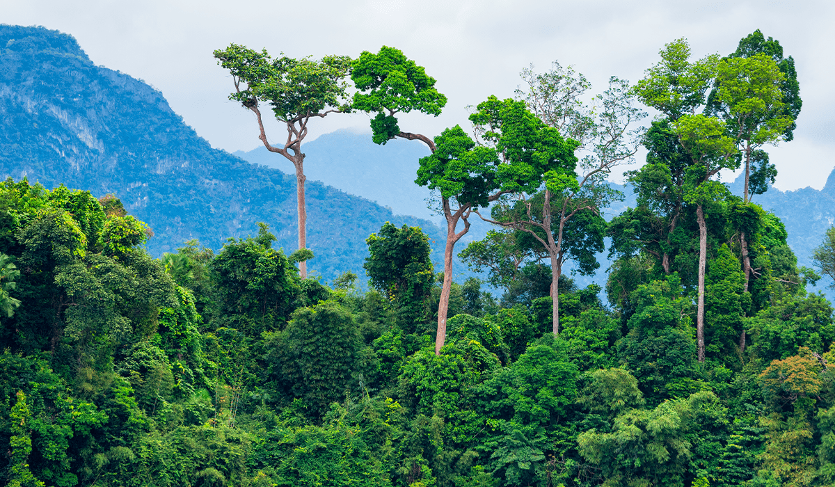 Rainforest  Plants, Animals, Climate, & Deforestation