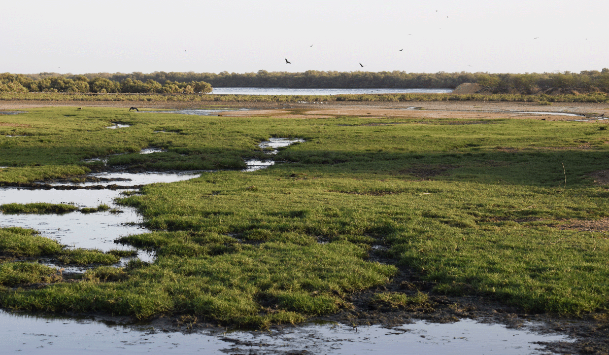 Pakistan's mangrove project aims for $12 billion carbon revenue boost