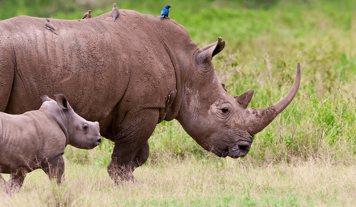 South Africa launches national biodiversity biobank