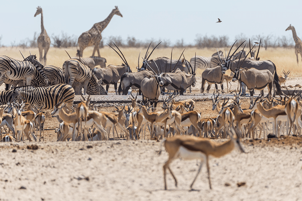 DGB | Understanding why biodiversity is vital to our planet